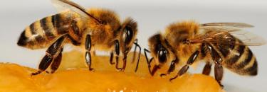 Bienen und ihre Produkte - Apinatura