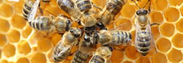 Apinatura und Bienenprodukte - Shutterstock 