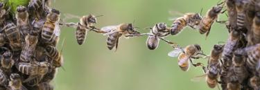 Bienenprodukte - Apinatura